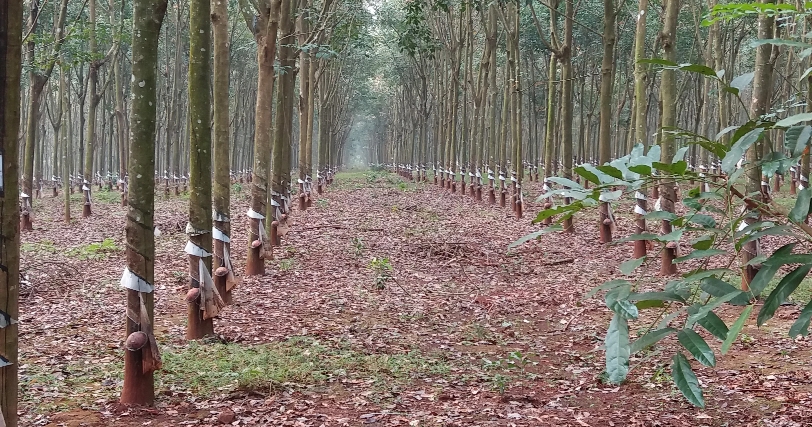 A_Hevea_brasiliensis_farm_in_Dong_Nam_Bo__Vietnam