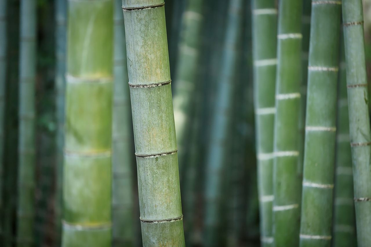 bamboo-3028709_1280